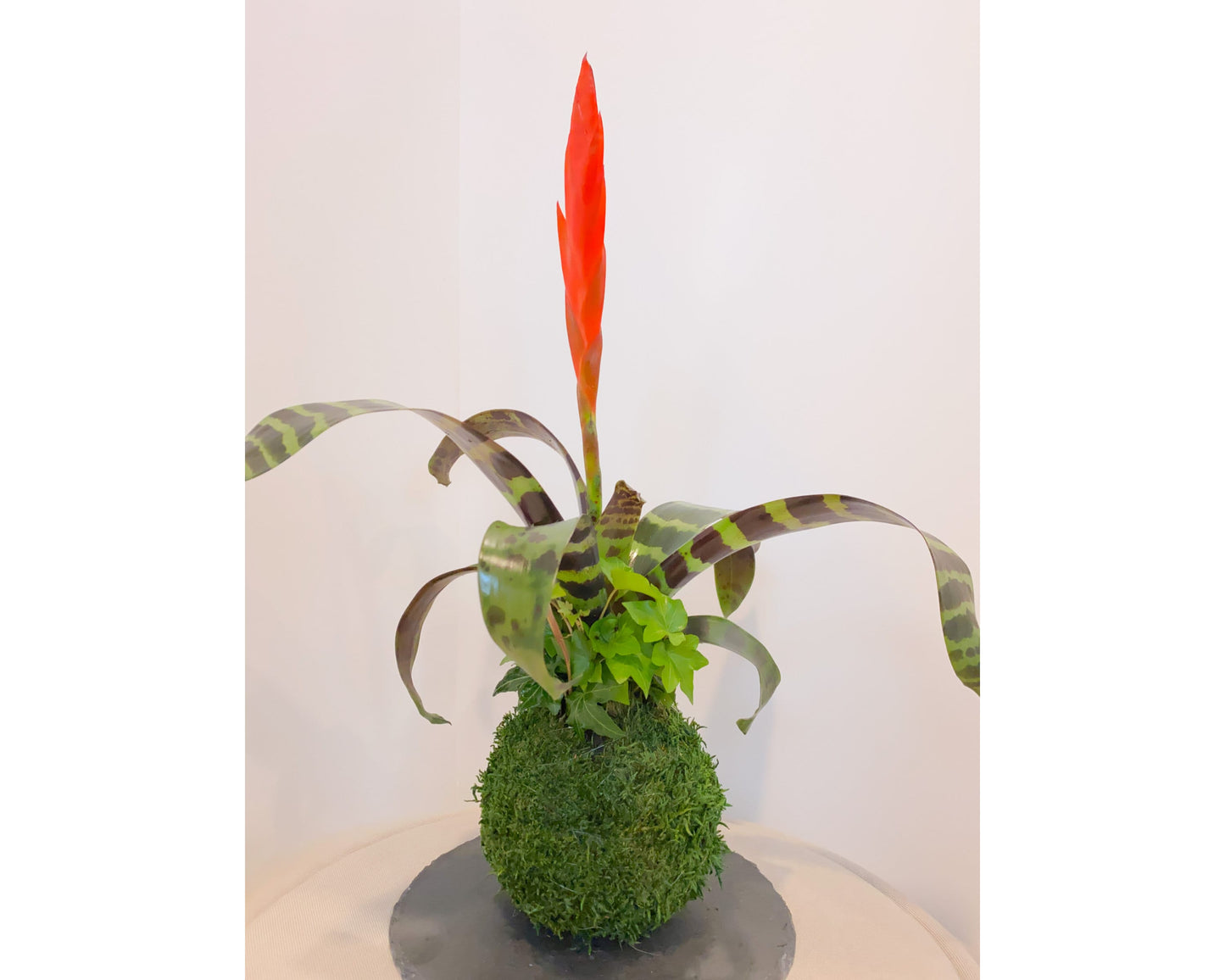 Kokedama - Moss ball with exotic Bromeliad Vriesea with Ivy arrangement.