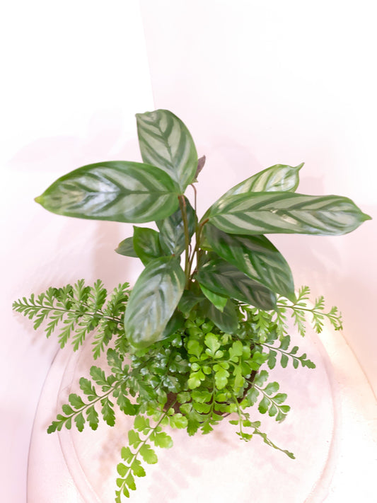 Silver Star Calathea with Fern kokedama -- Bonsai Moss ball -  house decor with Japanese technique plants!