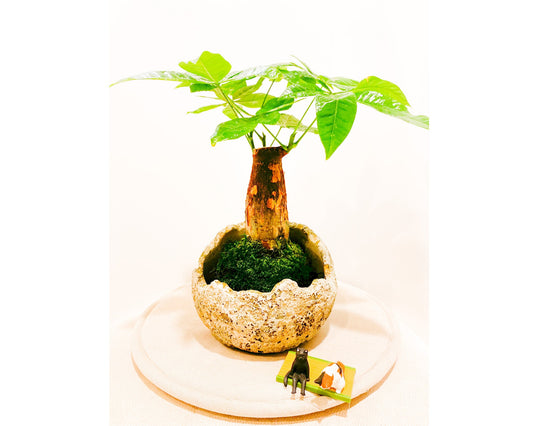 Limited!! One Trunk Money Tree, Pachira Kokedama - Moss ball, Feng Sui Lucky Plant, Bring you prosperity.