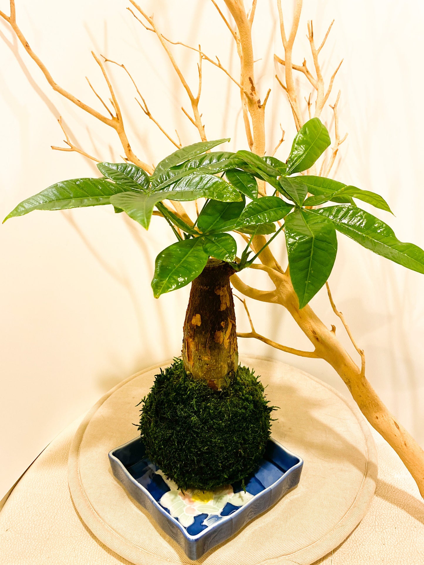 Limited!! One Trunk Money Tree, Pachira Kokedama - Moss ball, Feng Sui Lucky Plant, Bring you prosperity.