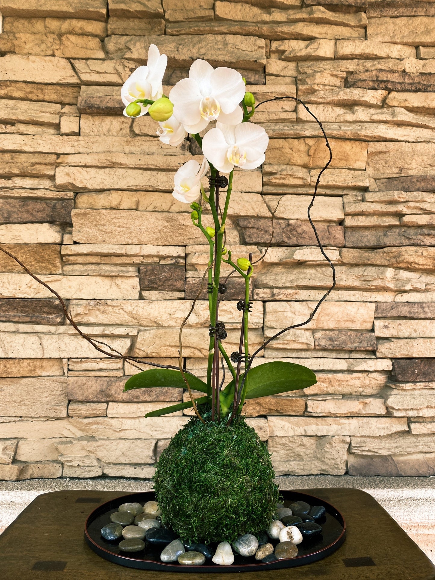 White Orchid Kokedama Ikebana taste, Moss ball with beautiful white orchid