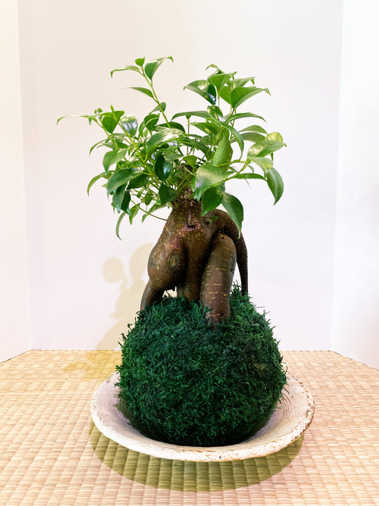 Large Ginseng Ficus, Banyan Kokedama - Seat of the soul tree, good feng shui plant.