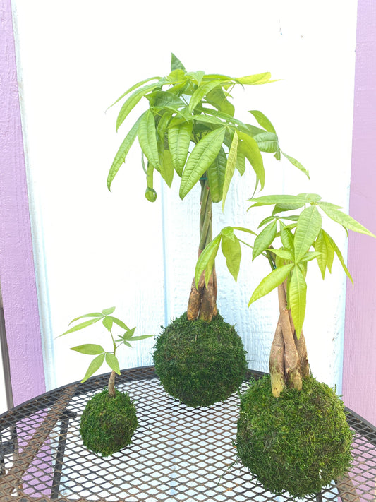 Large Money Tree 24”-27”, Pachira Kokedama - Moss ball, Feng Sui Lucky Plant, Bring you prosperity.