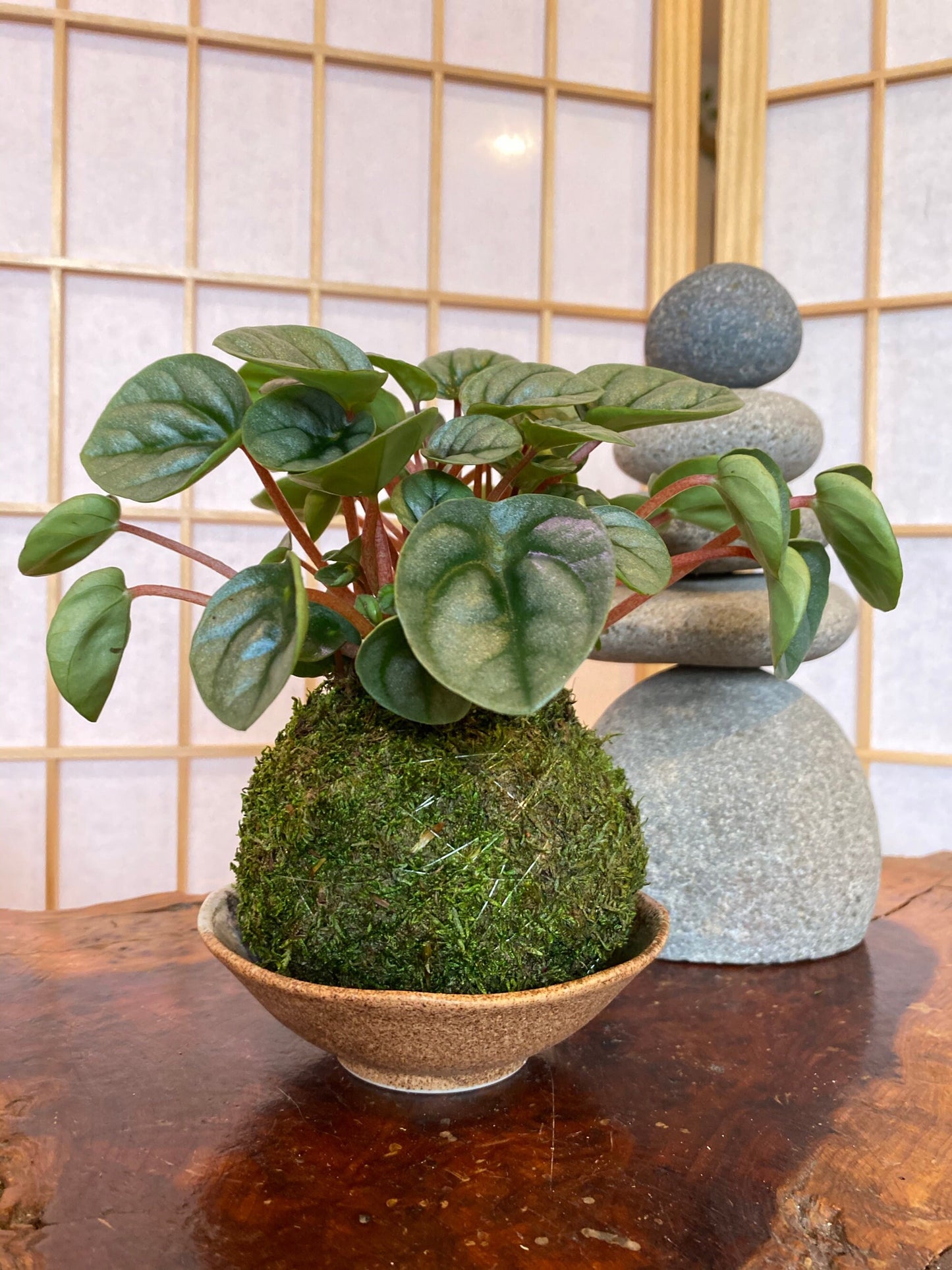 Small 4.5" dia x 1.5" ht 信楽焼Shigaraki ware 荒土Arado Japanese Ceramic bowl, Wafu, rustic style, natural soil color grazed with plant picture.