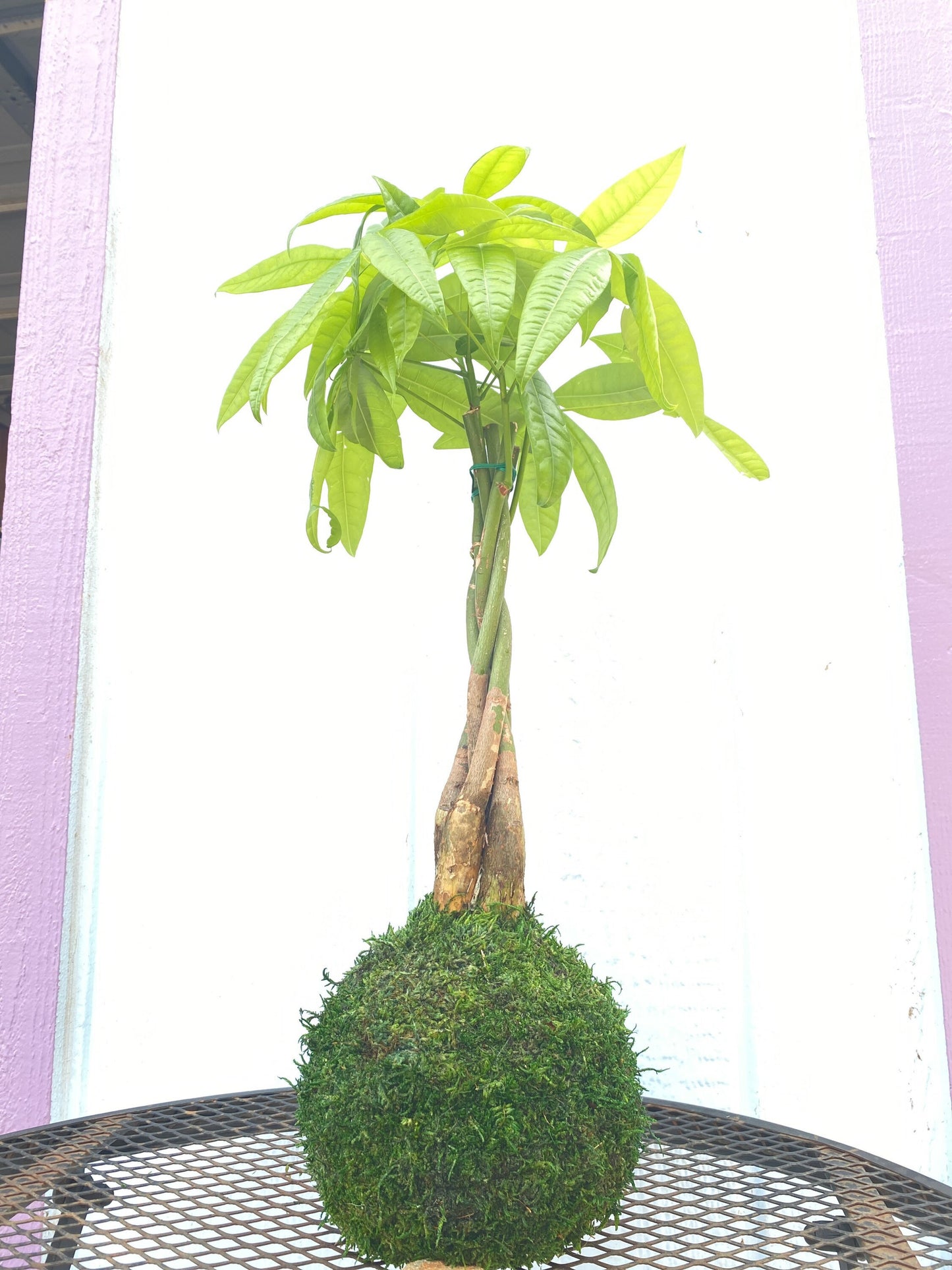 Large Money Tree 24”-27”, Pachira Kokedama - Moss ball, Feng Sui Lucky Plant, Bring you prosperity.