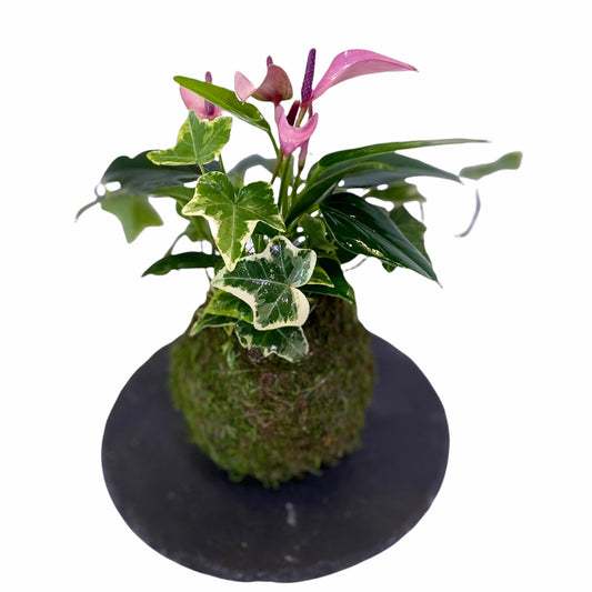 Pink (purple) Anthurium Kokedama with Ivy, Bonsai Moss Ball, beautiful soft purple color. Peaceful, healing, filles with love gift.