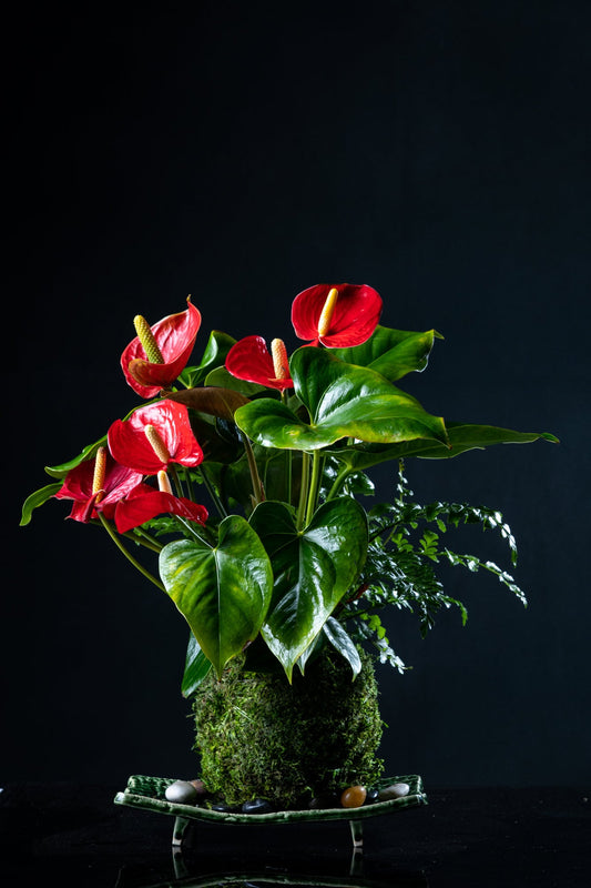 Large- Anthurium and Fern kokedama -- Bonsai Moss ball -  house decor with Japanese technique plants!