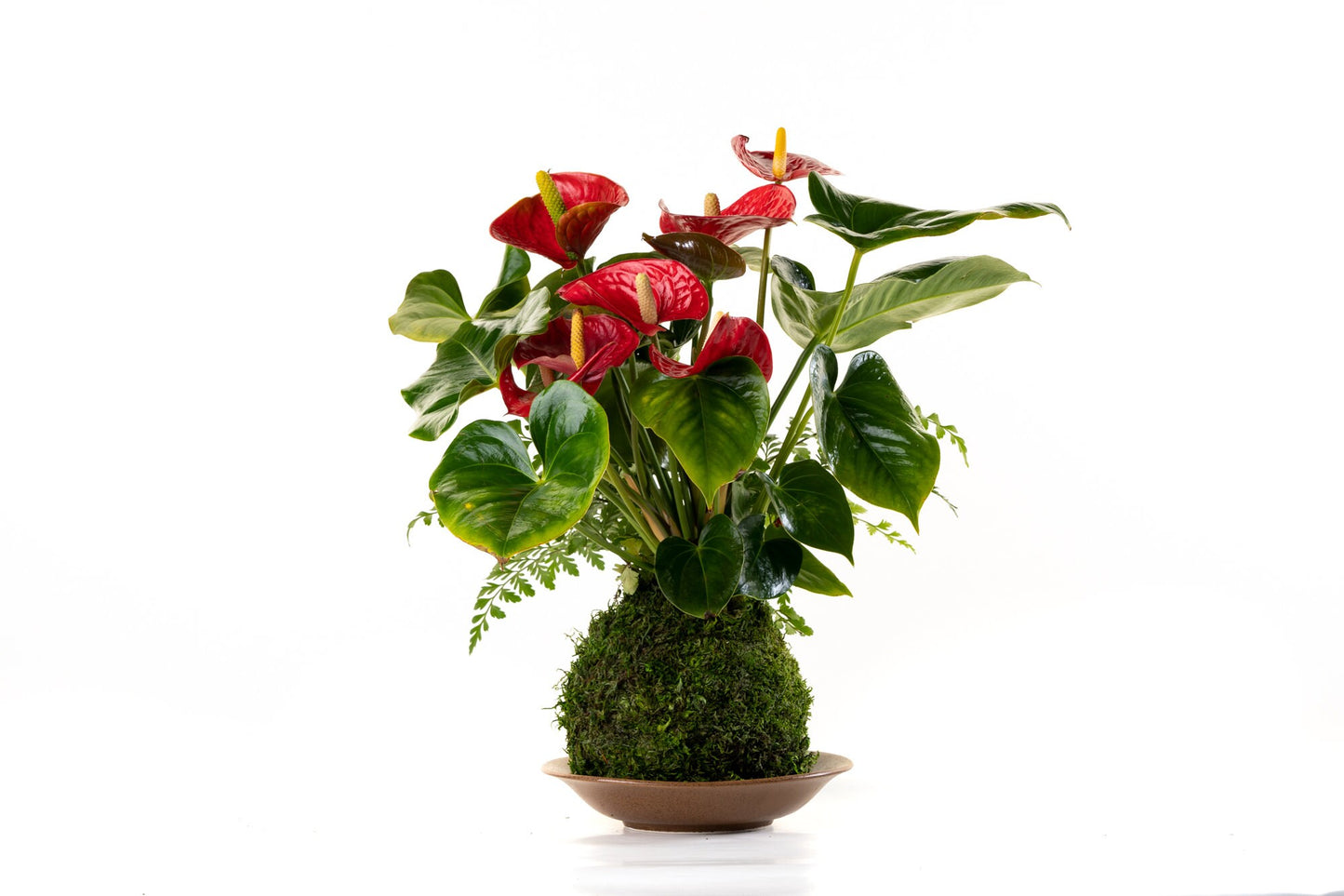 Large- Anthurium and Fern kokedama -- Bonsai Moss ball -  house decor with Japanese technique plants!