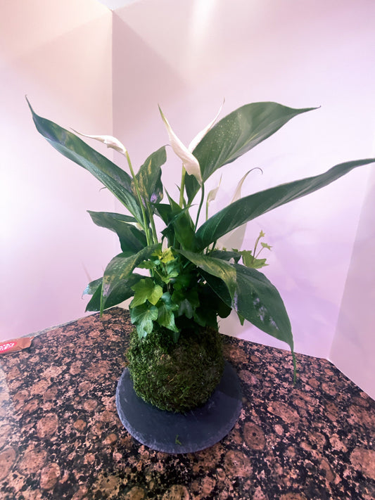 Peace Lily and  Ivy