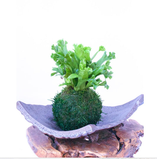 MICROSORUM PUNCTATUM Kokedama, Moss ball, beautiful live green!