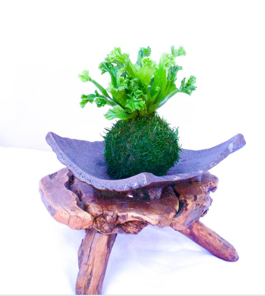 MICROSORUM PUNCTATUM Kokedama, Moss ball, beautiful live green!