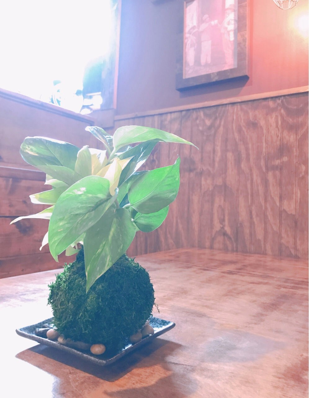 Lime Green Pothos Kokedama - Moss ball - Japanese Living Art