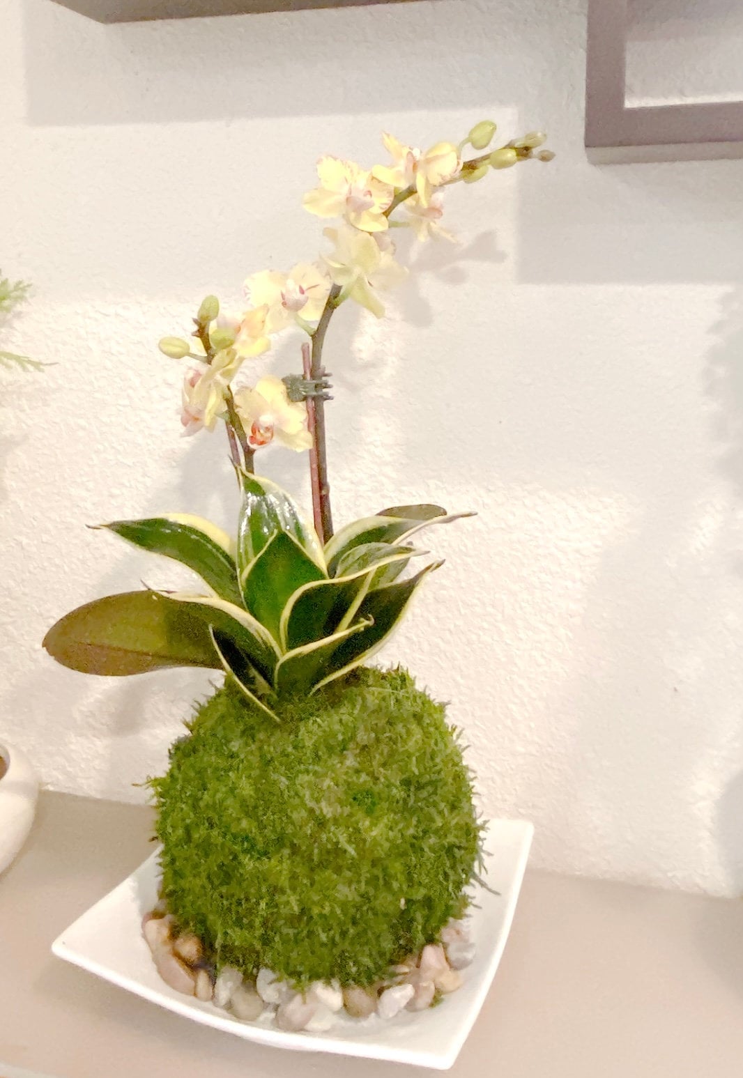 Kokedama - Moss ball, beautiful orchid with sansevieria. Enjoy with color after flower is gone.