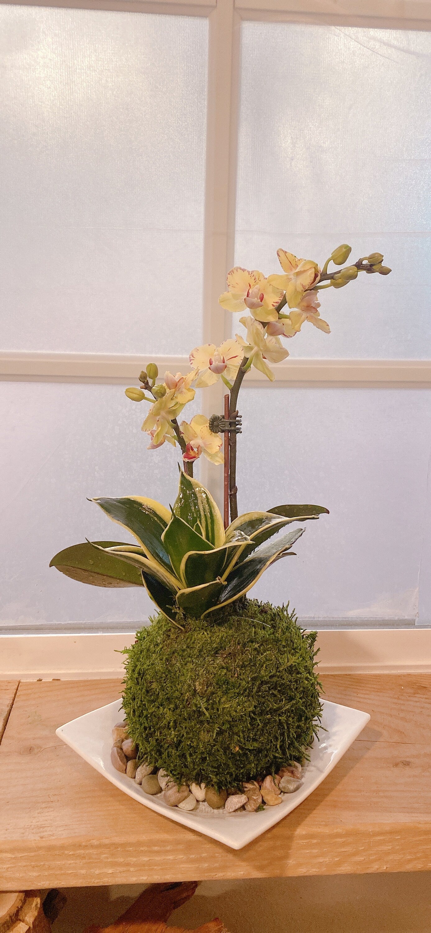 Kokedama - Moss ball, beautiful orchid with sansevieria. Enjoy with color after flower is gone.