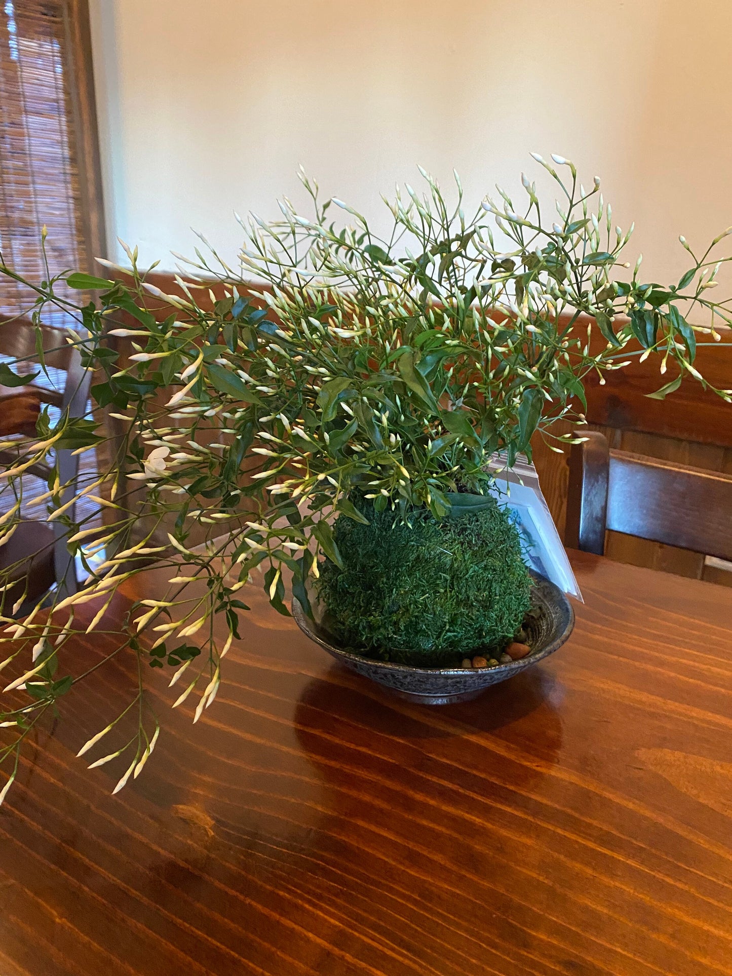 Jasmine Kokedama - Moss ball with beautiful Jasmine. Good for outdoor plant. Great gift idea!