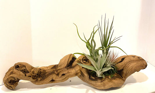 Air plant Tillandsia with Driftwood from the majestic shores of the pacific northwest
