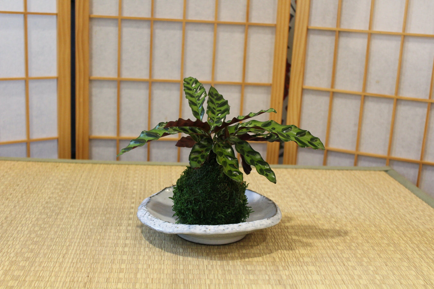 Unique roundish grazed light blue color with beautiful painting design ceramic saucers for Medium to large Kokedama. 7.5" x 7.5" x 1.25"