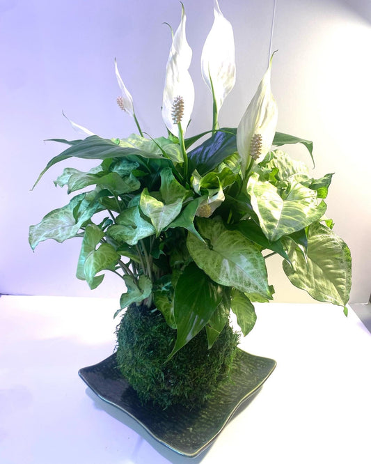 Kokedama - Large Peace Lily with Syngonium arrangement mossball art.