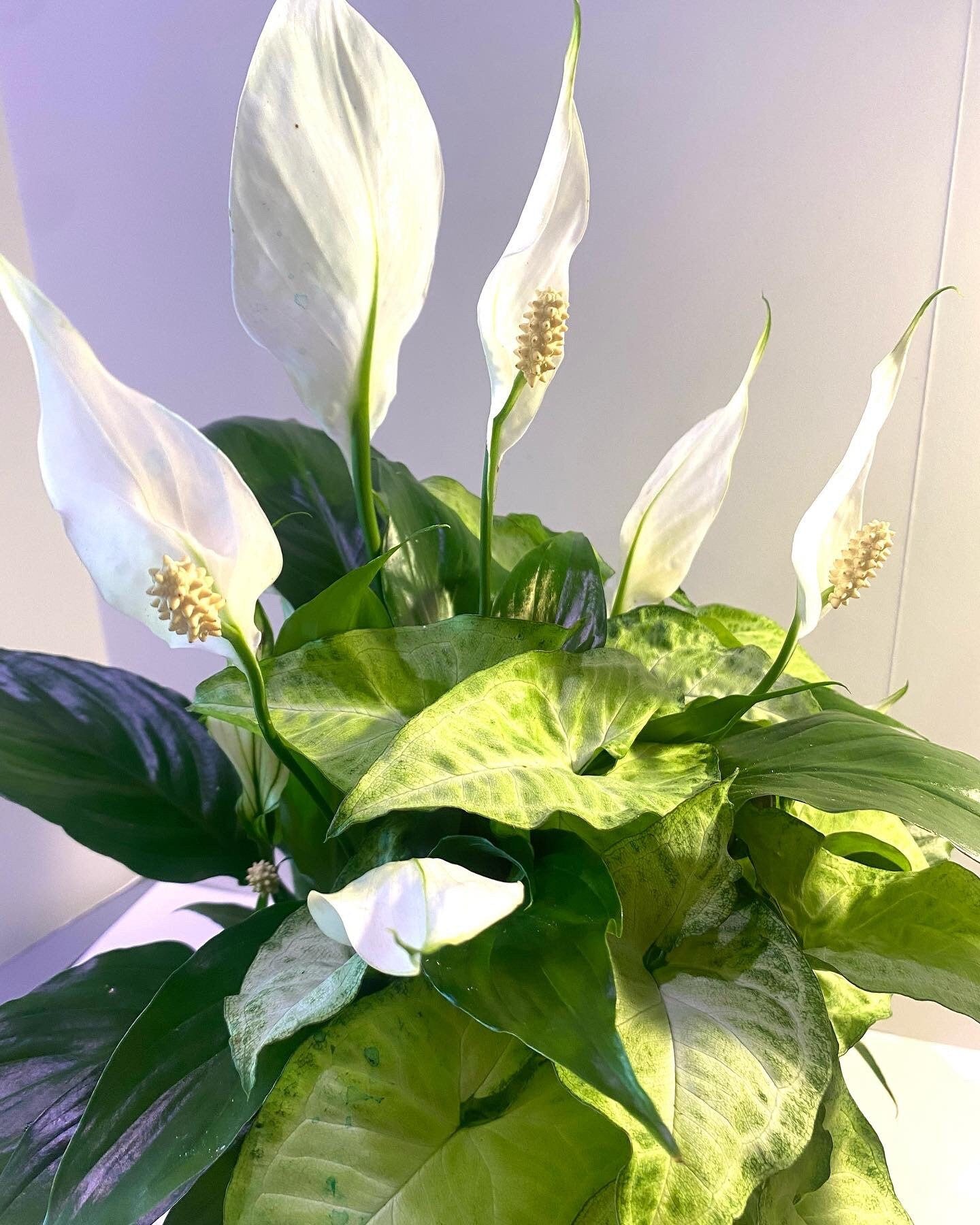 Kokedama - Large Peace Lily with Syngonium arrangement mossball art.