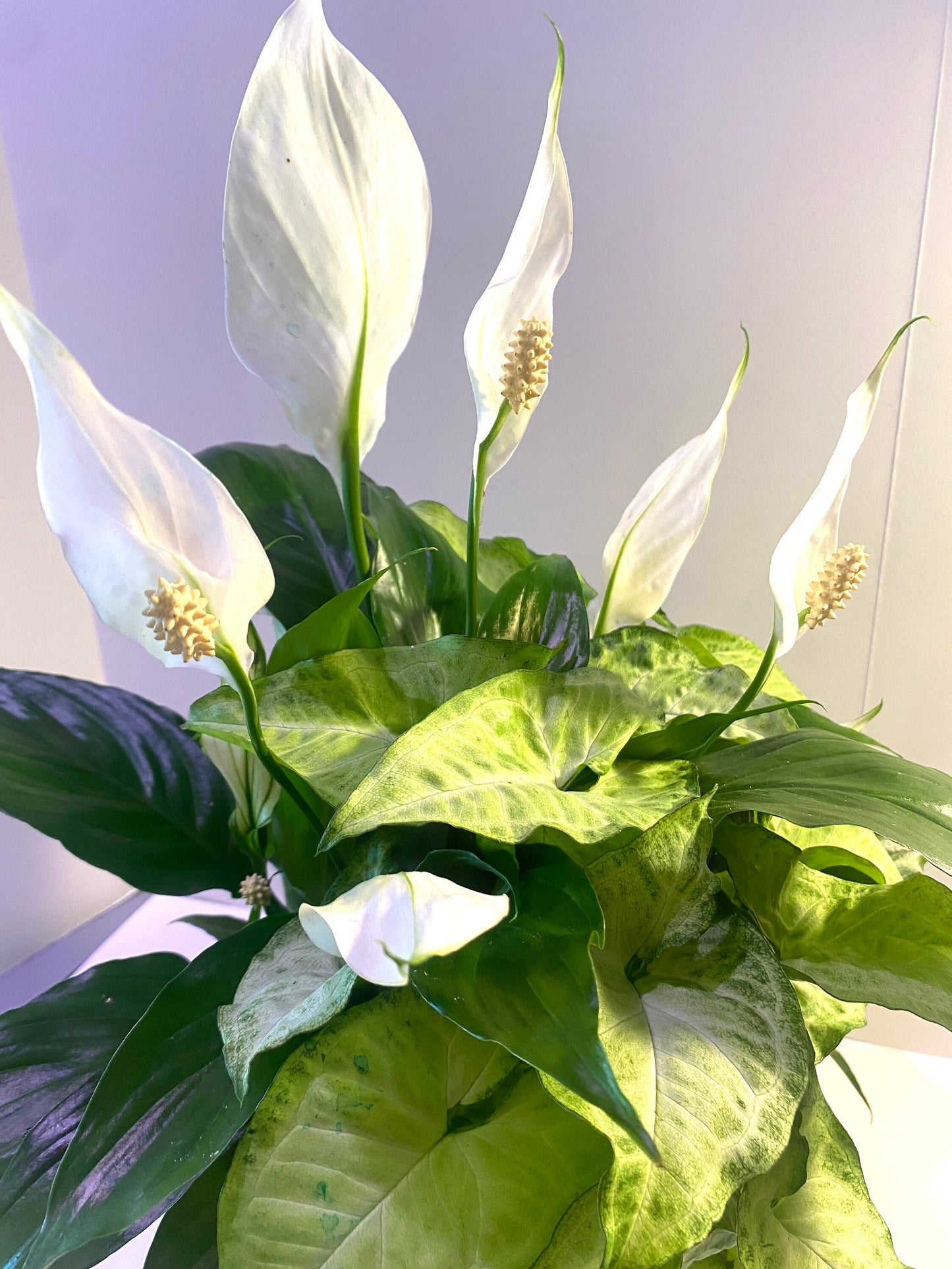 Kokedama - Large Peace Lily with Syngonium arrangement mossball art.