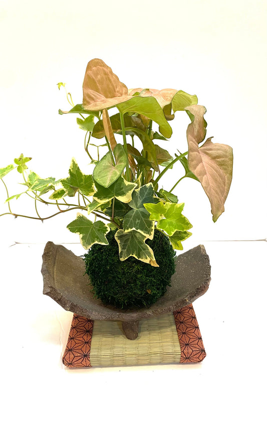 Pink Syngonium (white butterfly) Kokedama with Ivy, Bonsai Moss Ball, beautiful soft pink color. Peaceful, healing, and filling with love.