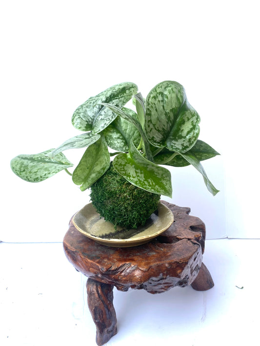 Silver Pothos Kokedama - Moss ball - Japanese Living Art