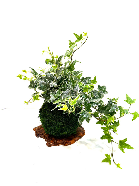 Kokedama-Large verigated Ivy great idea for hanging, Forest feeling.