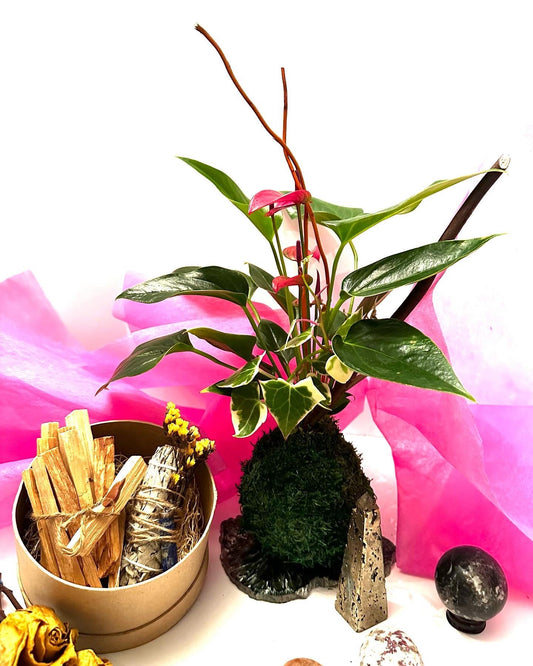 Gift Bundle! Anthurium arranged Kokedama, healing gem stone, clearing white sage and Santo points wood.