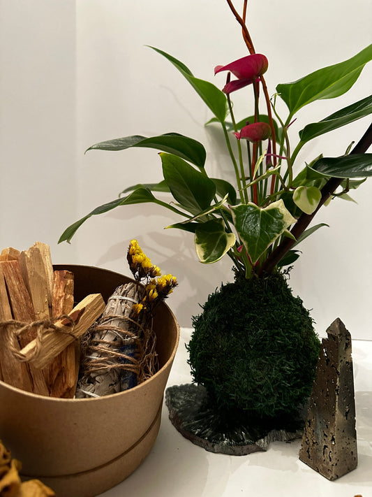 Gift Bundle! Anthurium arranged Kokedama, healing gem stone, clearing white sage and Santo points wood.