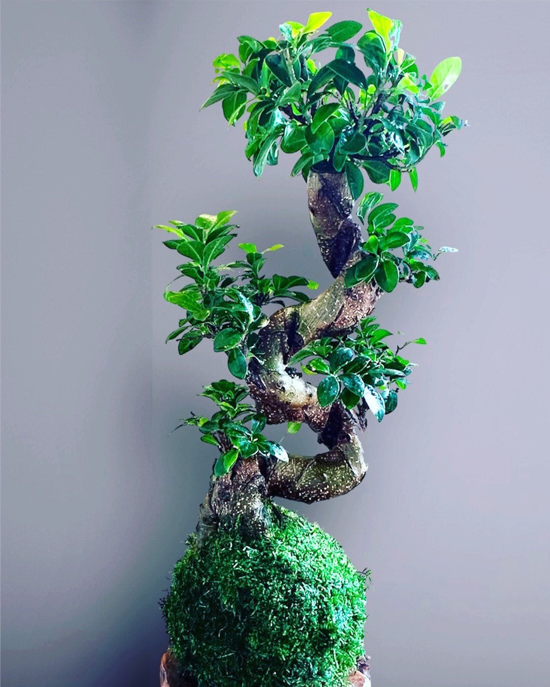 Ginseng fuicus bonsai large Kokedama - Moss ball  (5-7" diameter x 20-22inch or taller)
