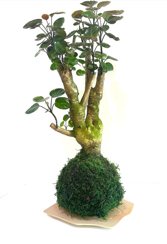 Fabian aralia stump (approx 7" diameter x 20" tall) Kokedama - Feel the forest at your home!