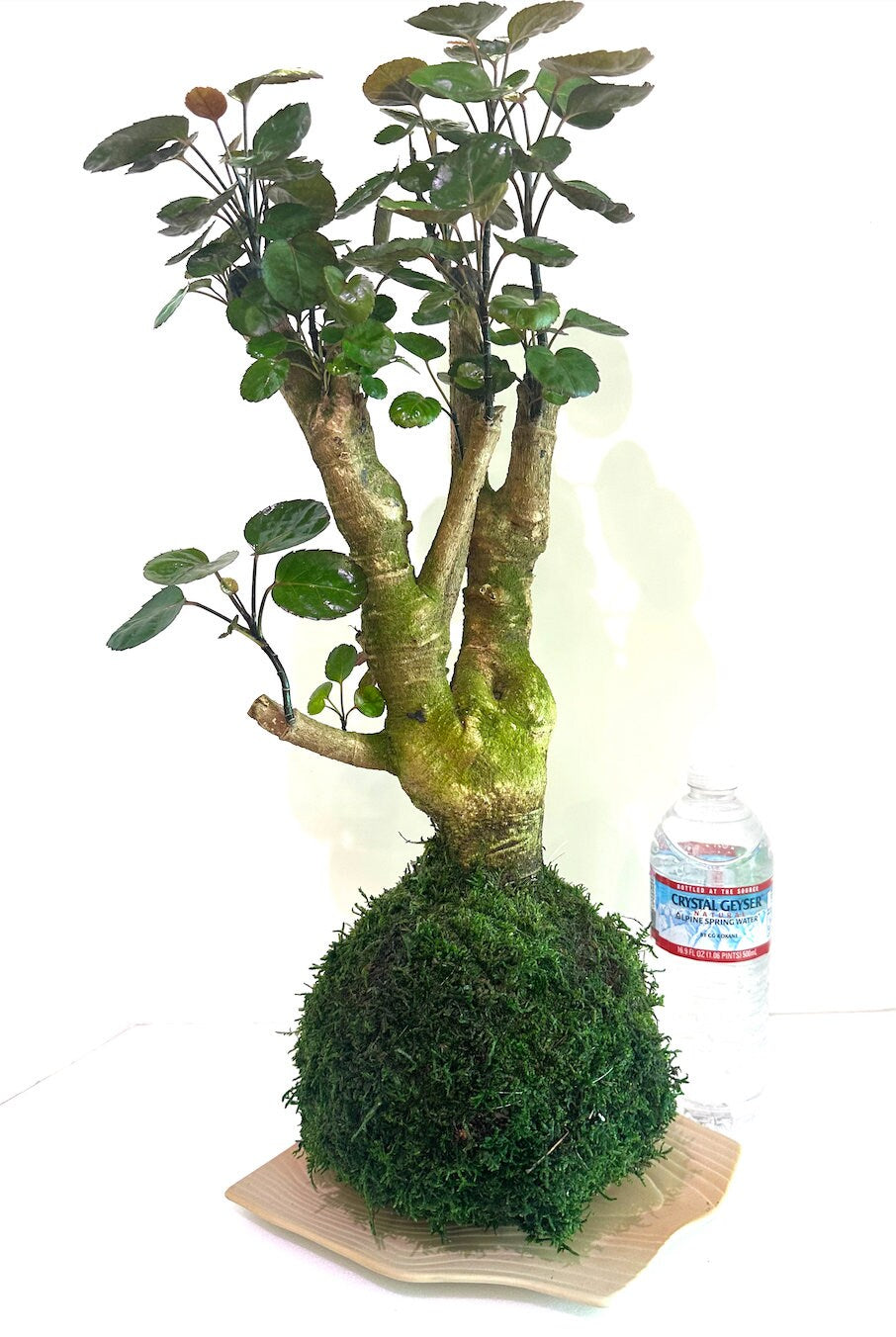 Fabian aralia stump (approx 7" diameter x 20" tall) Kokedama - Feel the forest at your home!