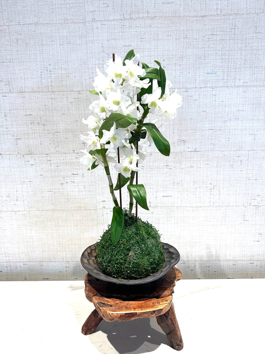 Kokedama - Medium Moss ball with beautiful Dendrobium nobile orchid!