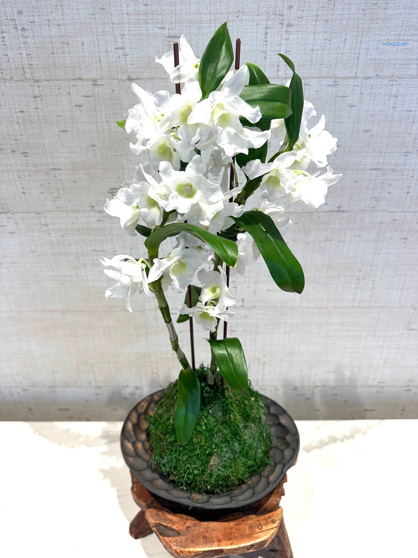 Kokedama - Medium Moss ball with beautiful Dendrobium nobile orchid!