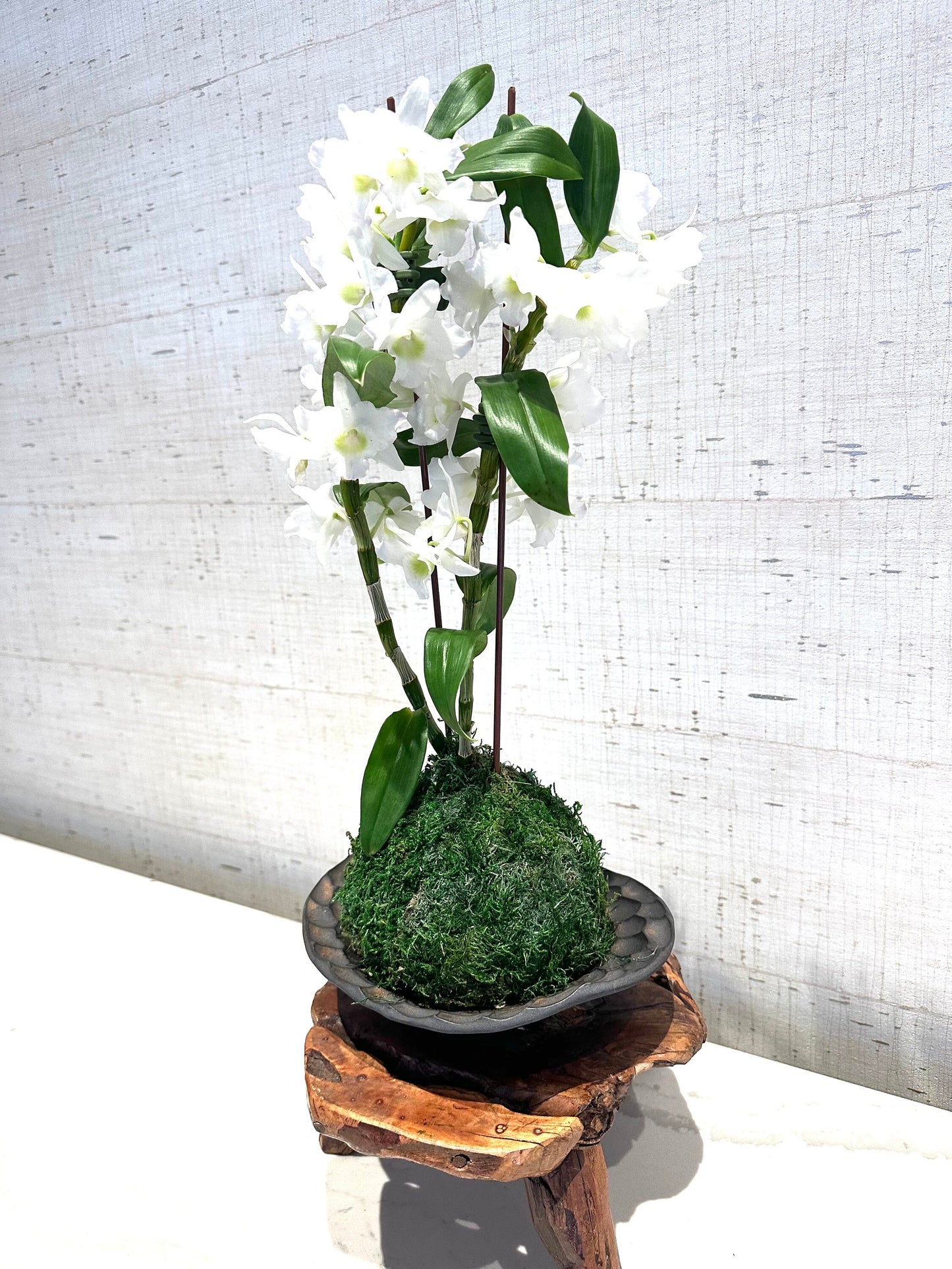 Kokedama - Medium Moss ball with beautiful Dendrobium nobile orchid!