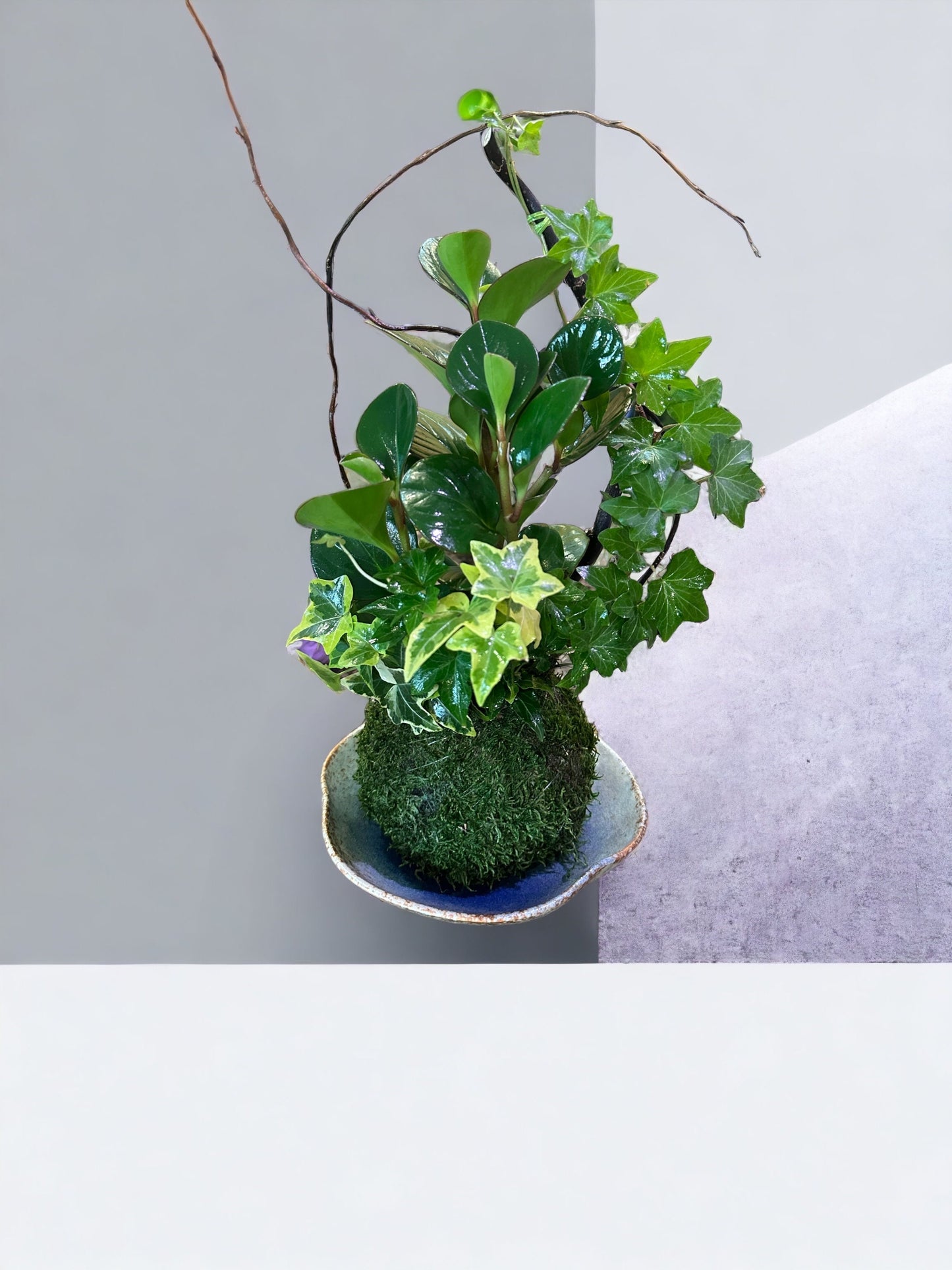 Light blue wavy rim shaped ceramic Saucers for Medium  Kokedama. 6.5" diameter, 1.5" deep.