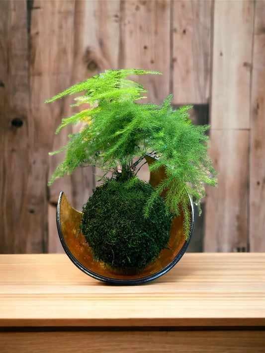 Small Asparagus fern Kokedama - Bonsai Moss ball. Attractive herbaceous, lace-like foliage perennial plant.