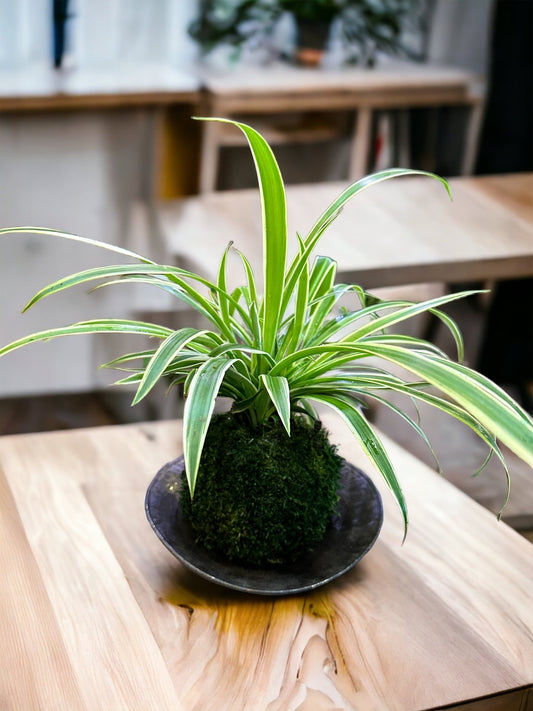 Spider plant (Chlorophytum comosum) Kokedama - Moss ball, One of NASA’s ‘Top Clean Air Plants!