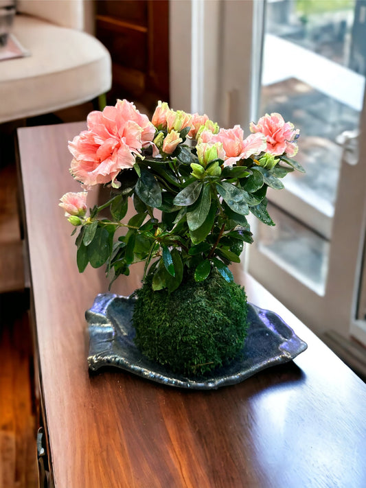 Kokedama - Moss ball with beautiful Azalea. Great gift idea!