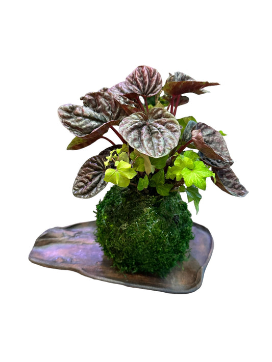 Purple Ripple peperomia and ivy arranged Kokedama - Moss ball, Japanese ancient botanical technique.