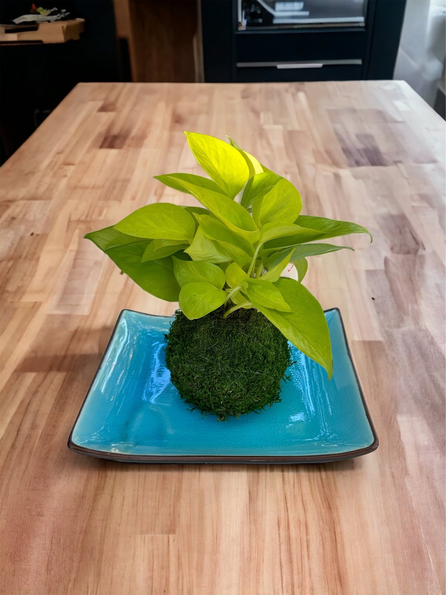 Japanese Porcelain, beautiful blue, grazed, cracked, dark brown on out rim.  It is good saucer for, medium to large Kokedama