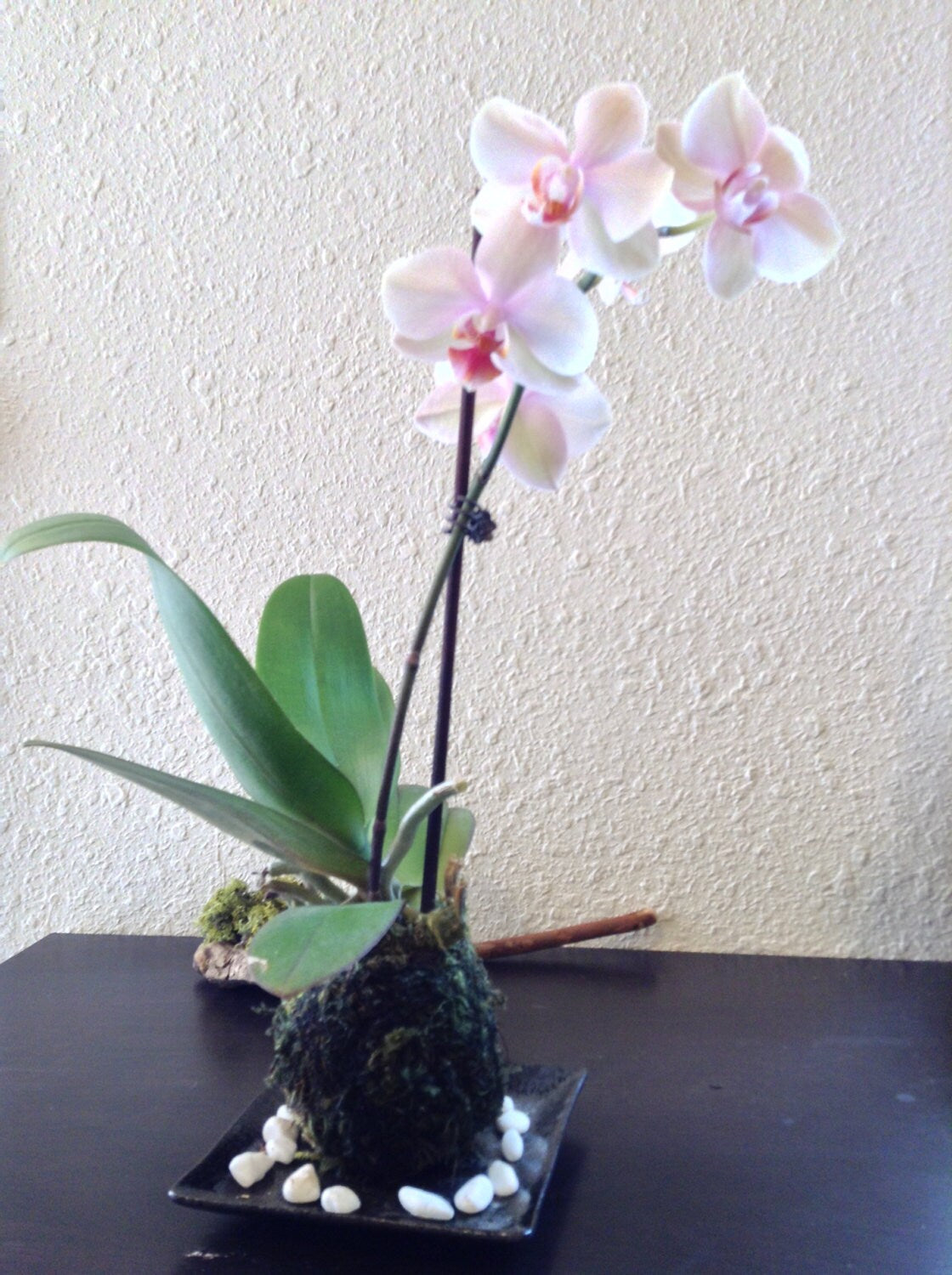 Kokedama - Moss ball with beautiful white-pink orchid