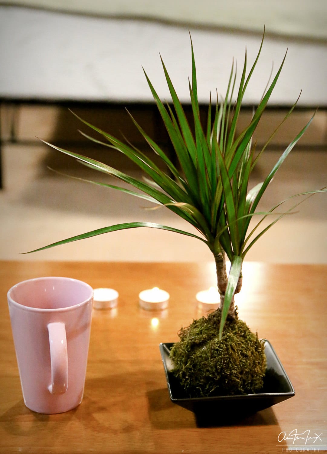 Dracaena Marginata Kokedama - Popular plant- last long. Low light is ok! Good indoor plant.