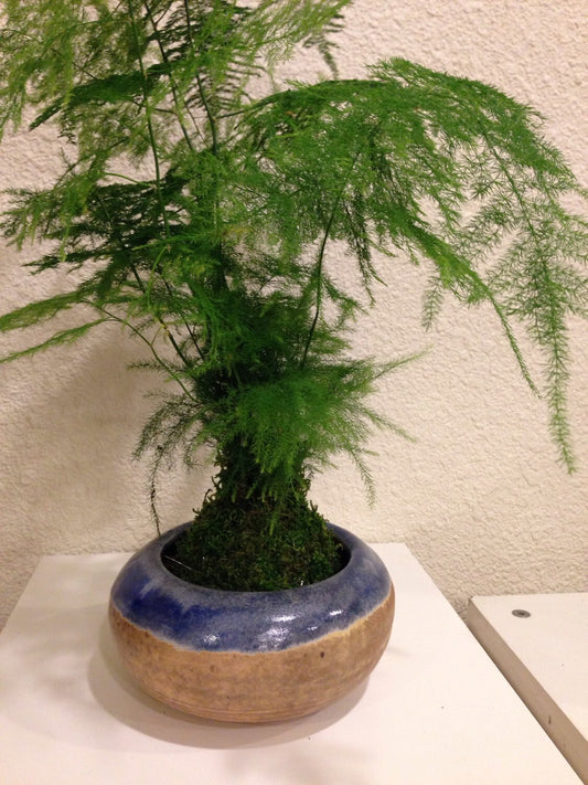 Medium Size Asparagus fern Kokedama - Bonsai Moss ball, Attractive herbaceous, lace-like foliage perennial plant.