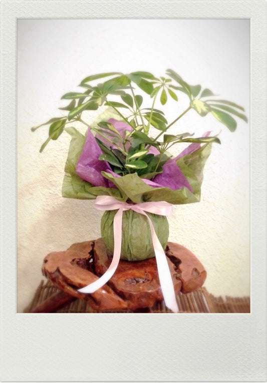 Gift wrapping with for your purchased Kokedama  (Only with Kokedama purchase)