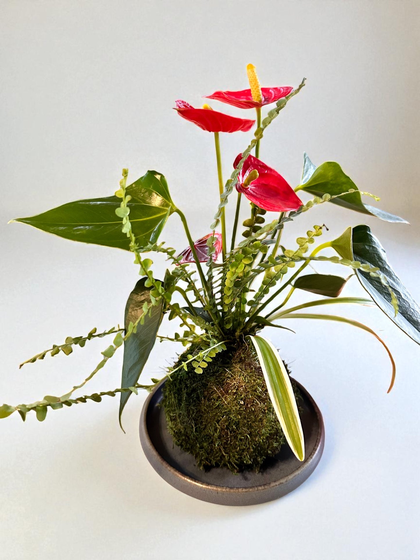 Shallow Ceramic Dish for Kokedama – 6.5"