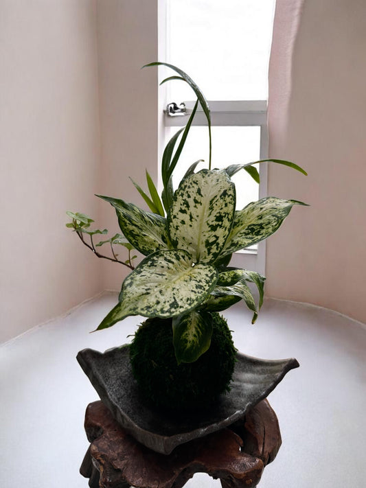 Dieffenbachia Camile arranged kokedama, mossball, Japanese traditional indoor garden technique.