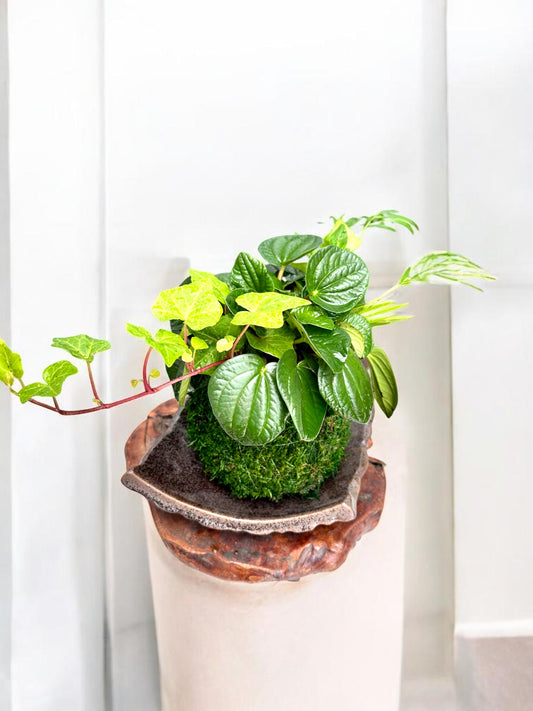 Ripple peperomia arranged Kokedama , Japanese traditional indoor moss ball garden