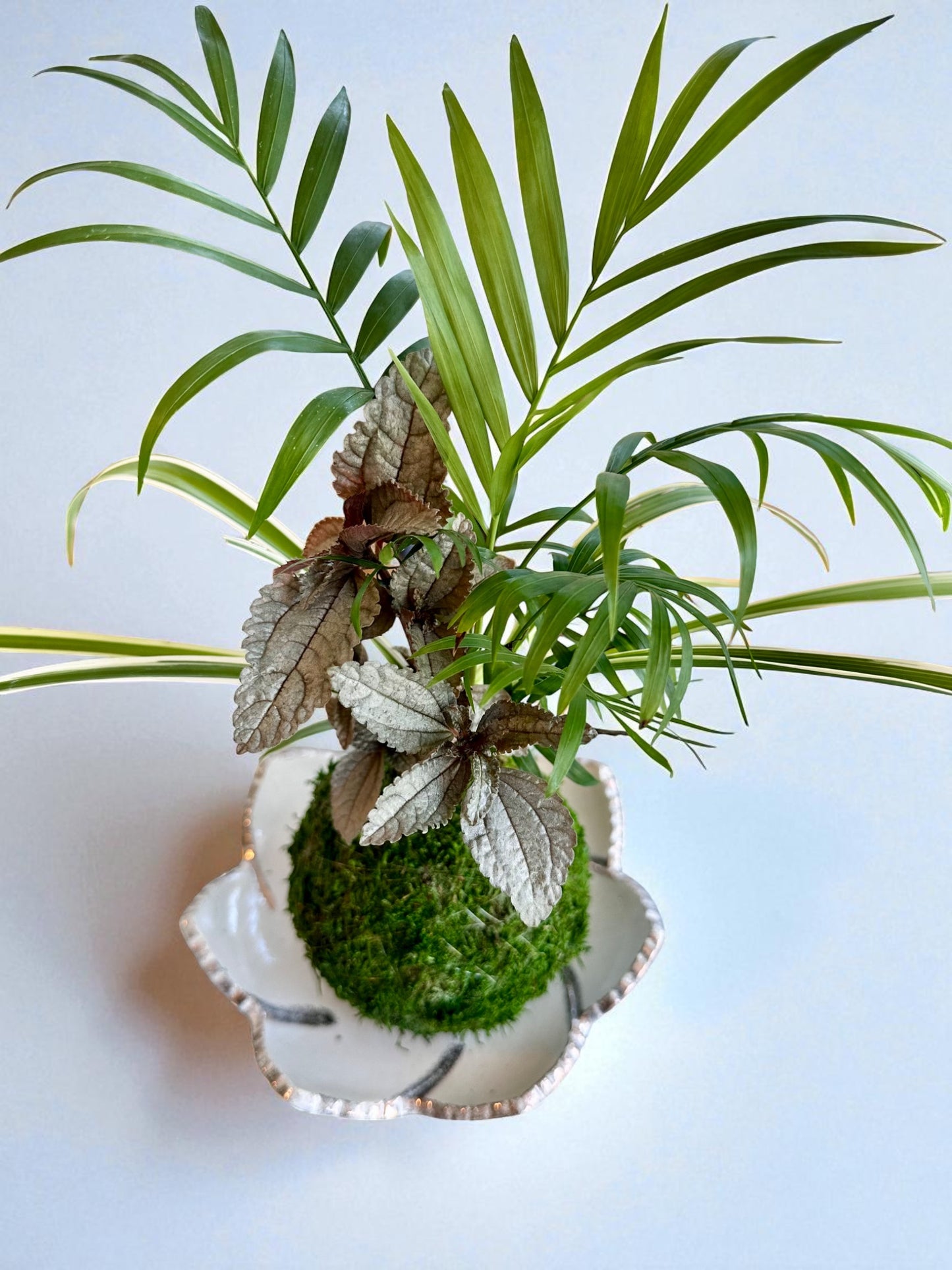 Arranged Kokedama with Silver Cloud Friendship Plant-Pilea pubescens liebmannii. Japanese traditional indoor moss ball garden