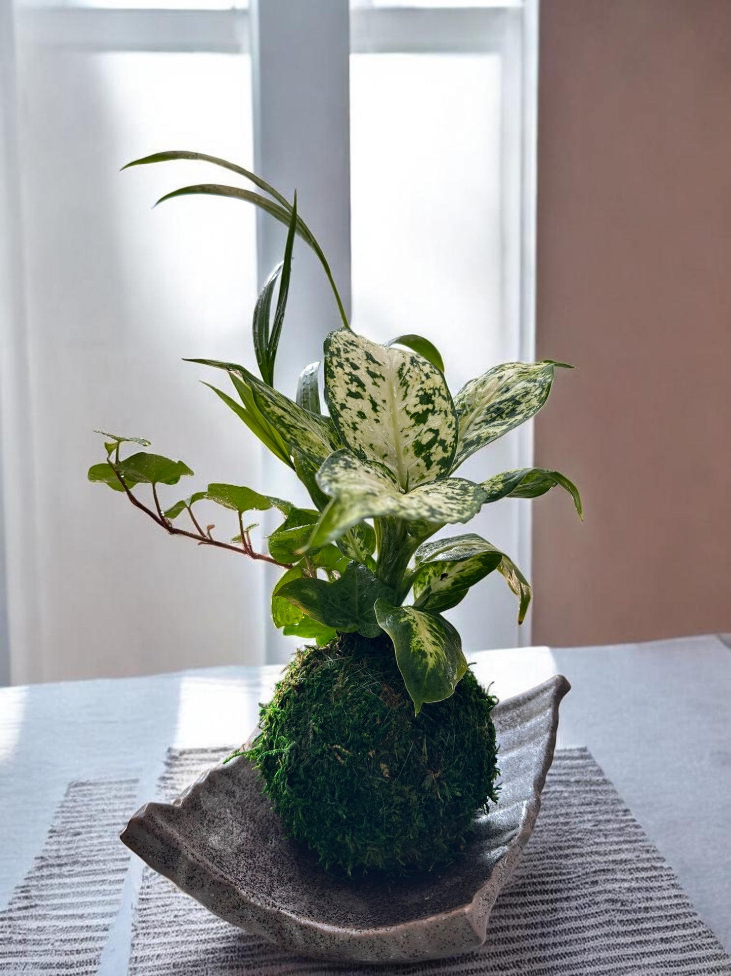 Dieffenbachia Camile arranged kokedama, mossball, Japanese traditional indoor garden technique.